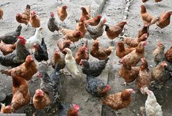 Choroba z Newcastle panoszy się po Polsce. Kolejne ognisko wykryte