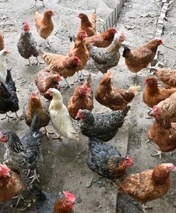 Choroba z Newcastle panoszy się po Polsce. Kolejne ognisko wykryte