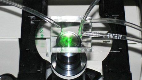 Szklany układ przędzie pajęczą sieć 1