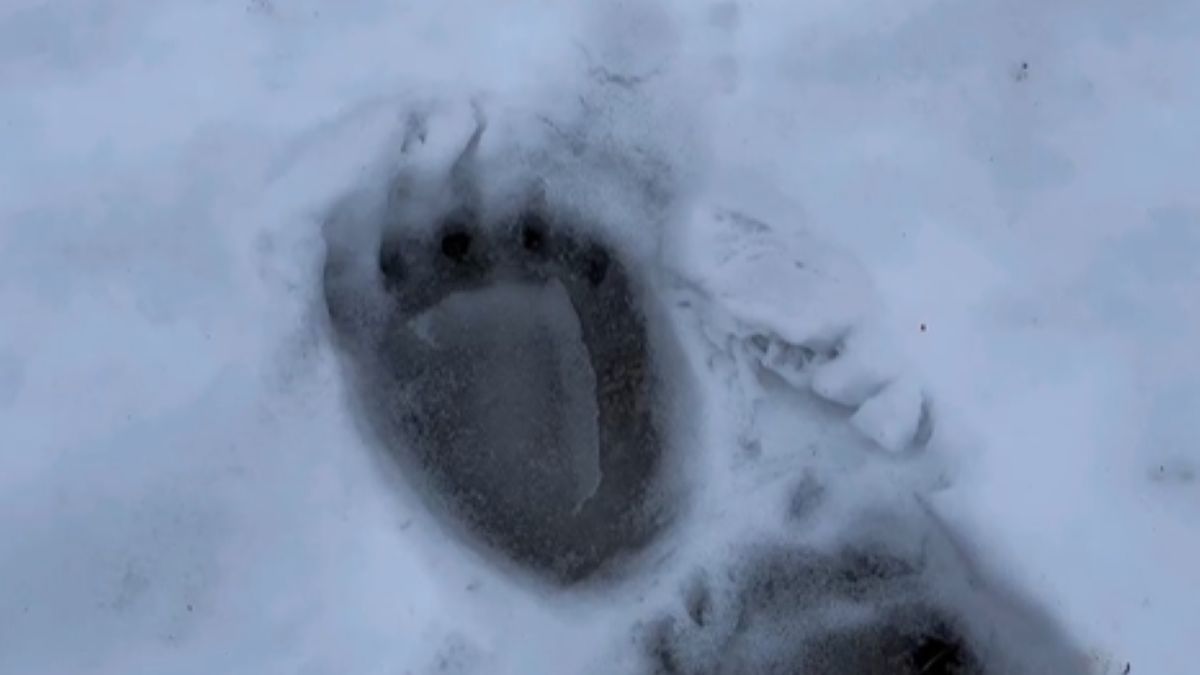 Niedźwiedzie wybudzają się z zimowego snu