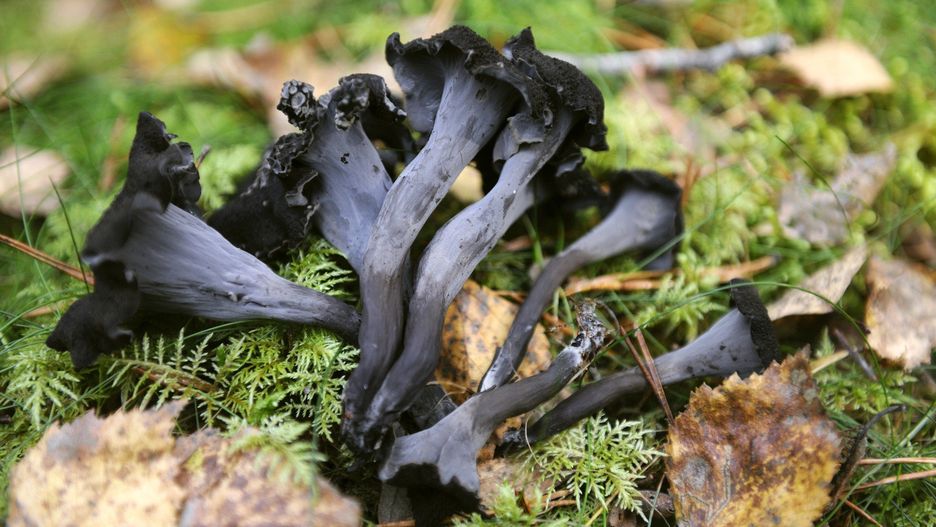 Lejkowiec dęty (Craterellus cornucopioides)