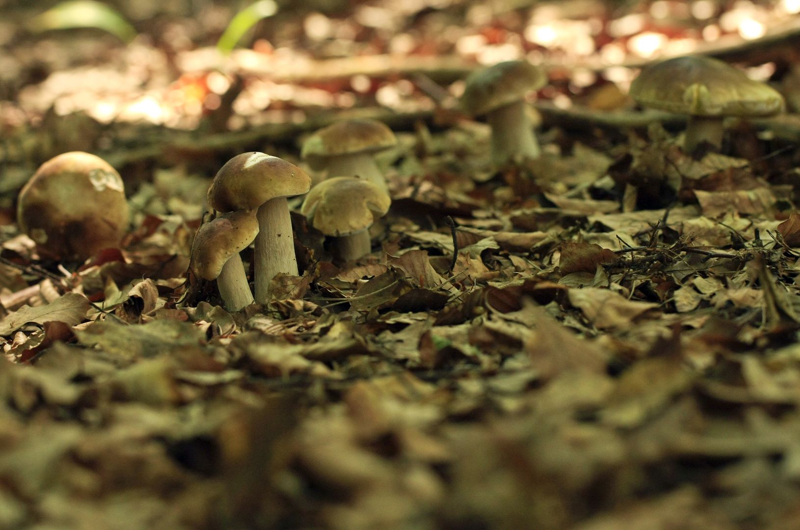 Wysyp grzybów w polskich lasach. Szczególnie dobrze na południu kraju