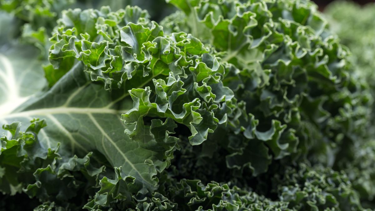 Jarmuż to bogactwo zdrowia