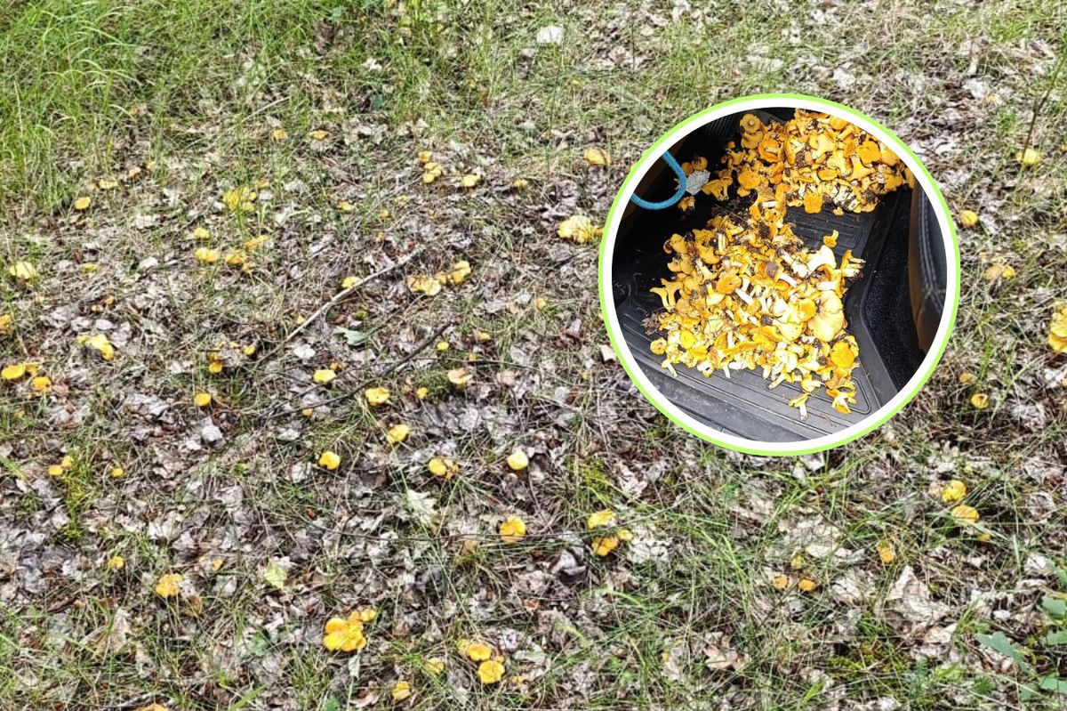 Zazdrość wśród grzybiarzy. Leśnicy pokazali, co znaleźli w lesie