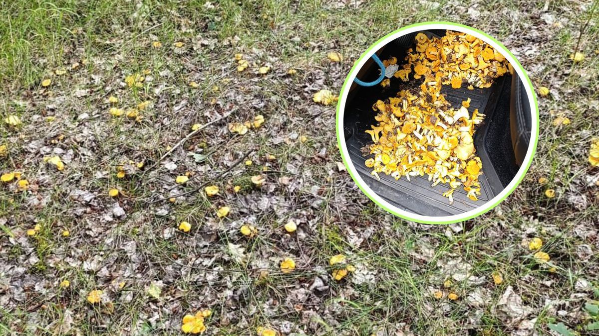 Sezon na kurki rozpoczęty