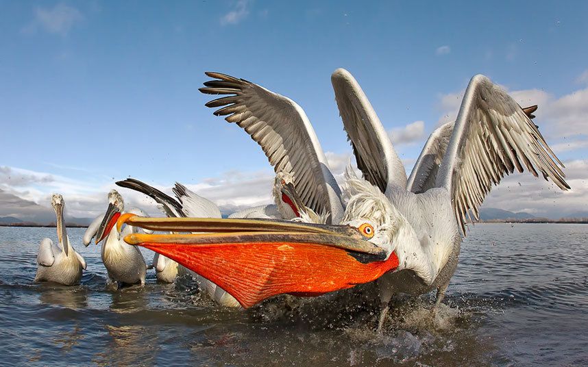 Konkurs Comedy Wildlife Photography Awards - fotografia dzikich zwierząt na wesoło 2