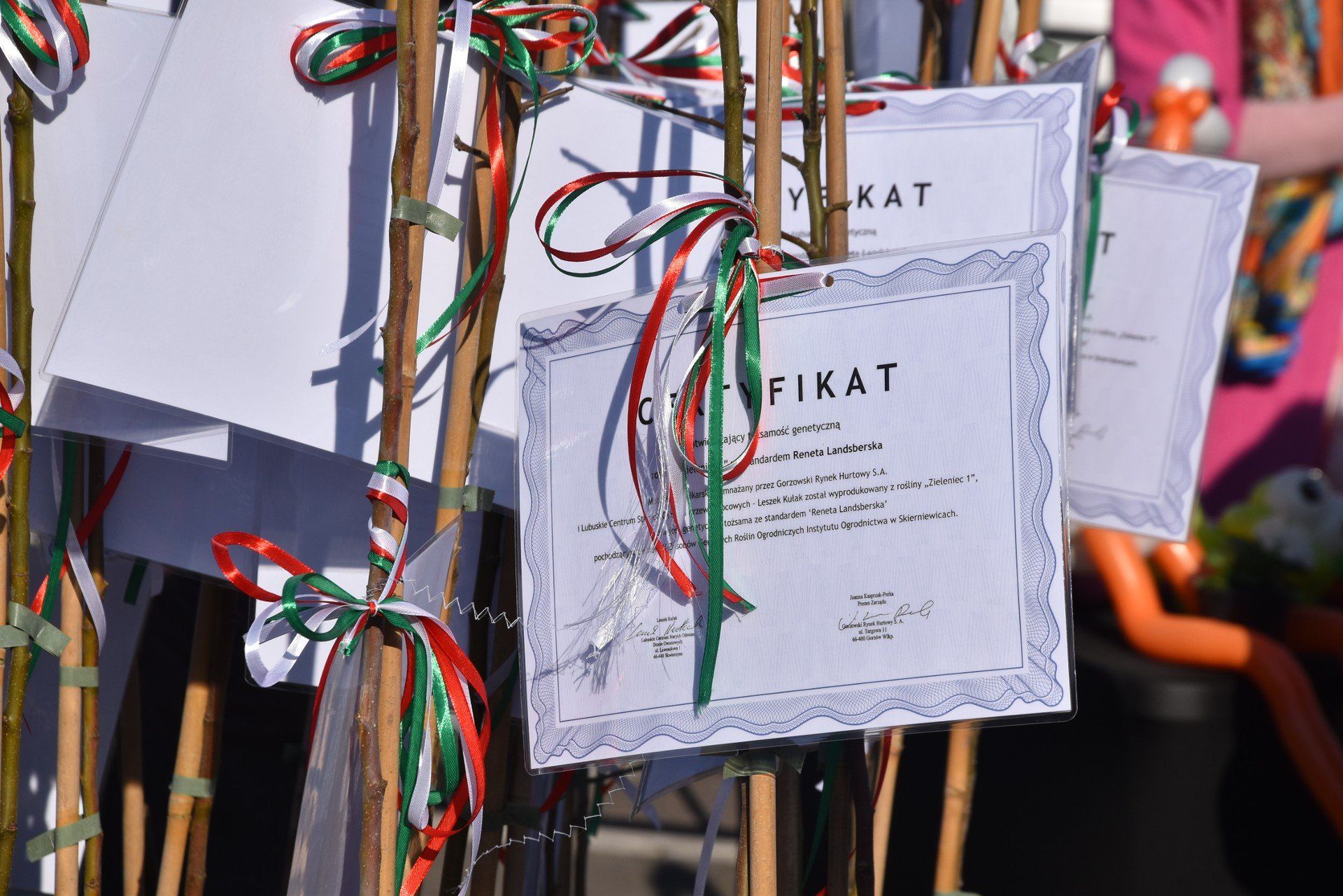 Akcja sprzedaży sadzonek renety landsberskiej za każdym razem cieszy się ogromnym zainteresowaniem. GRH sprzedaje drzewka dwa razy w ciągu roku.