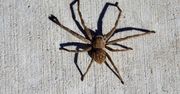 Australia. Pająk wywołał panikę w samochodzie. "Zatrzymałabym auto i uciekła"