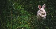 Pogańskie korzenie Wielkanocy. "Pamięć ludowa przystosowywała znane sobie tradycje do nowych warunków"