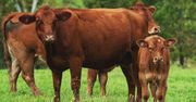 Ceny bydła mięsnego. Znamy najnowsze stawki