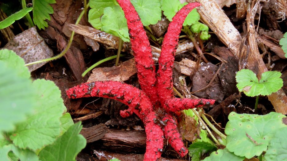 Palce diabła. Niecodzienny grzyb, którego można spotkać w polskich lasach