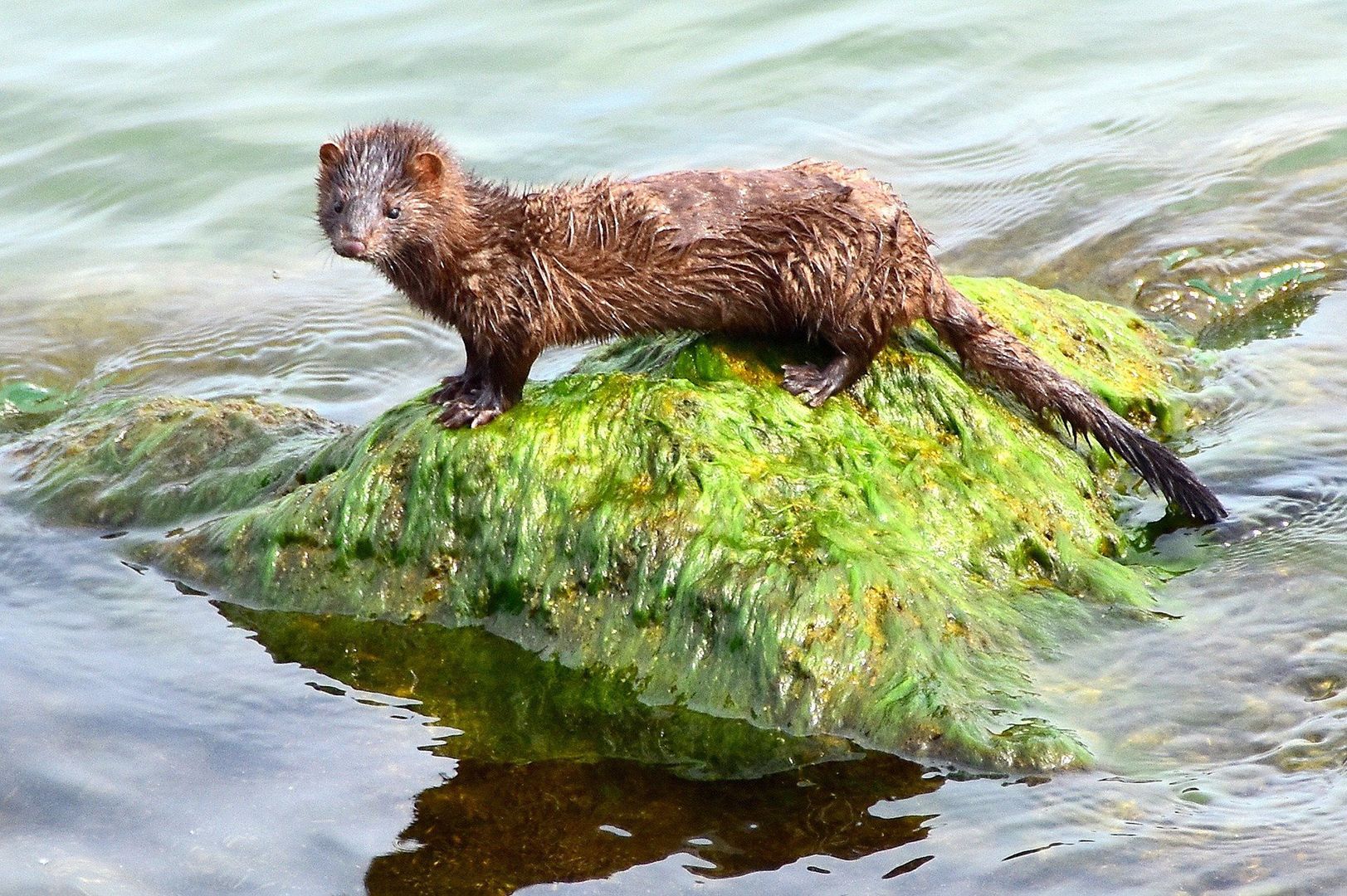 To pierwszy przypadek na świecie! Koronawirus u dziko żyjącego zwierzęcia