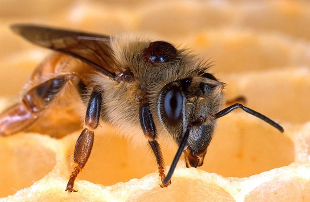 Czy pszczelarz musi być managerem?