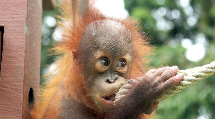 Poznajcie orangutany