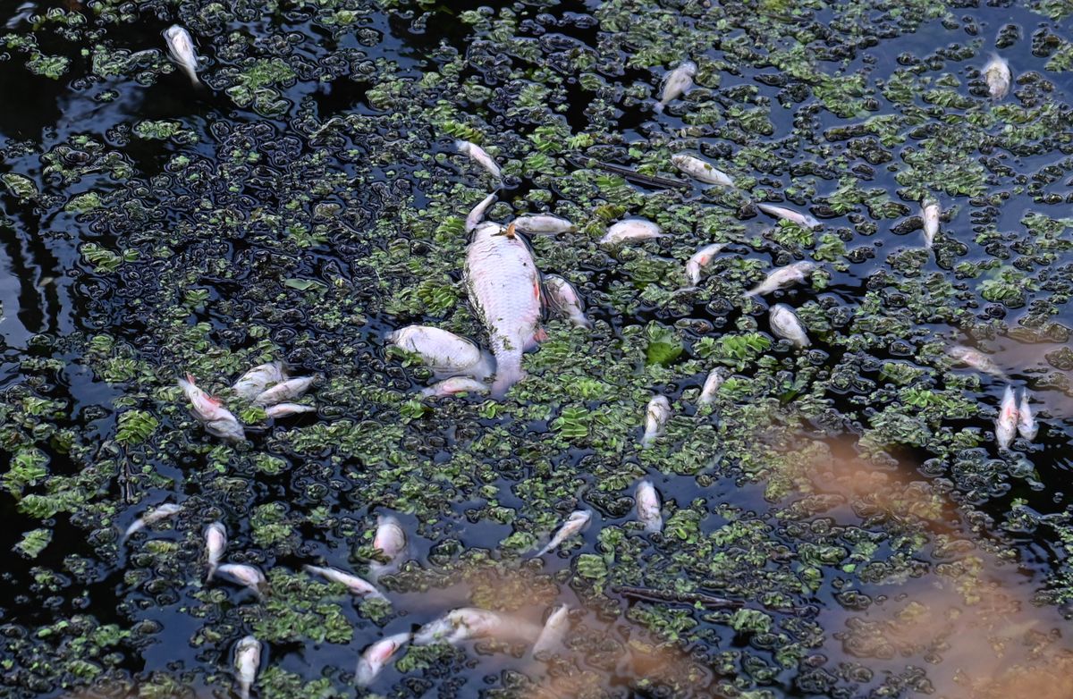 WWF alarmuje: w próbkach wody z Odry znaleziono amoniak 