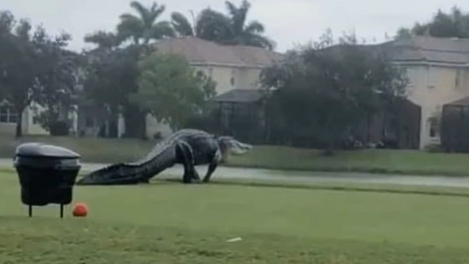 Olbrzymi aligator na polu golfowym w USA