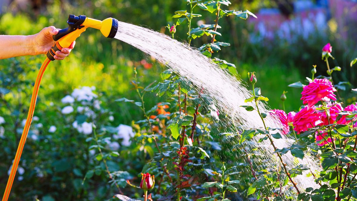 Senior woman hand holding hose sprayer and watering rose flowerbed in gardenZOIAKOSTINAwatering, garden, woman, hand, hold, gardener, gardening, hose, sprayer, flower, growth, leisure, middle-aged, season, summer, sunny, water, nature, outdoors, spray, sprinkle, hosepipe, tool, person, plant, sunshine, hobbies, daytime, drip, backyard