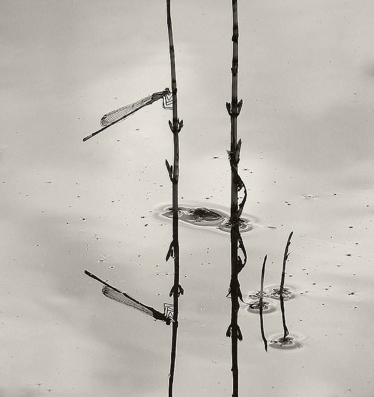 Znamy zwycięzców konkursu International Garden Photographer of the Year 2016 30