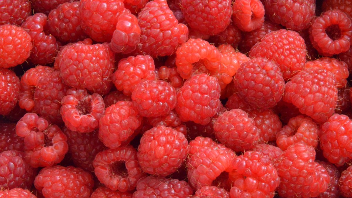 Maliny w skupie podrożały o 100 proc. 