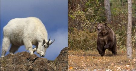 Grizzly zaatakował kozicę śnieżną. Nieoczekiwanie sam stał się ofiarą