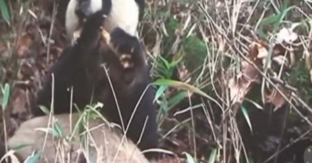 Wielka panda obgryza kość