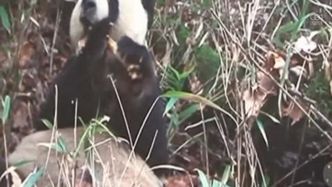 Wielka panda obgryza kość