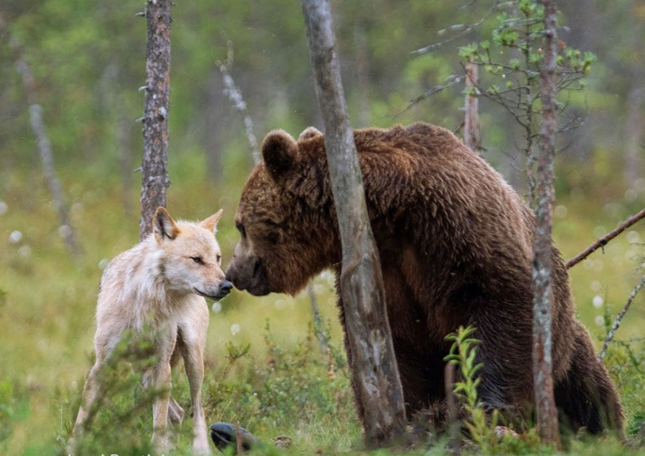 Niezwykła przyjaźń wilka i niedźwiedzia. Trudno oderwać od nich wzrok