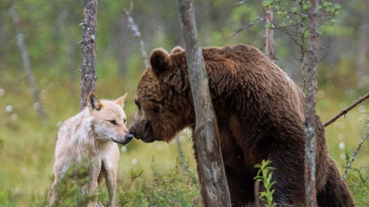 Niezwykła przyjaźń wilka i niedźwiedzia. Trudno oderwać od nich wzrok 1