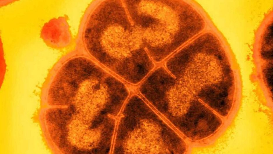 Conan the Bacterium