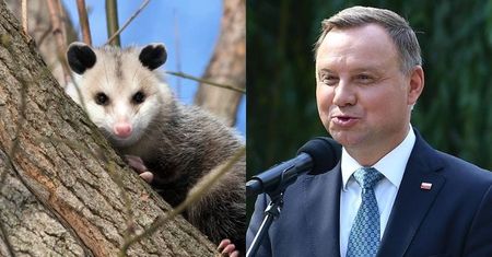 Andrzej Duda wykazuje znajomość królestwa zwierząt, rozpoznając OPOSA na zdjęciu. Internauci: "Nie ma pan WAŻNIEJSZYCH RZECZY do roboty?"