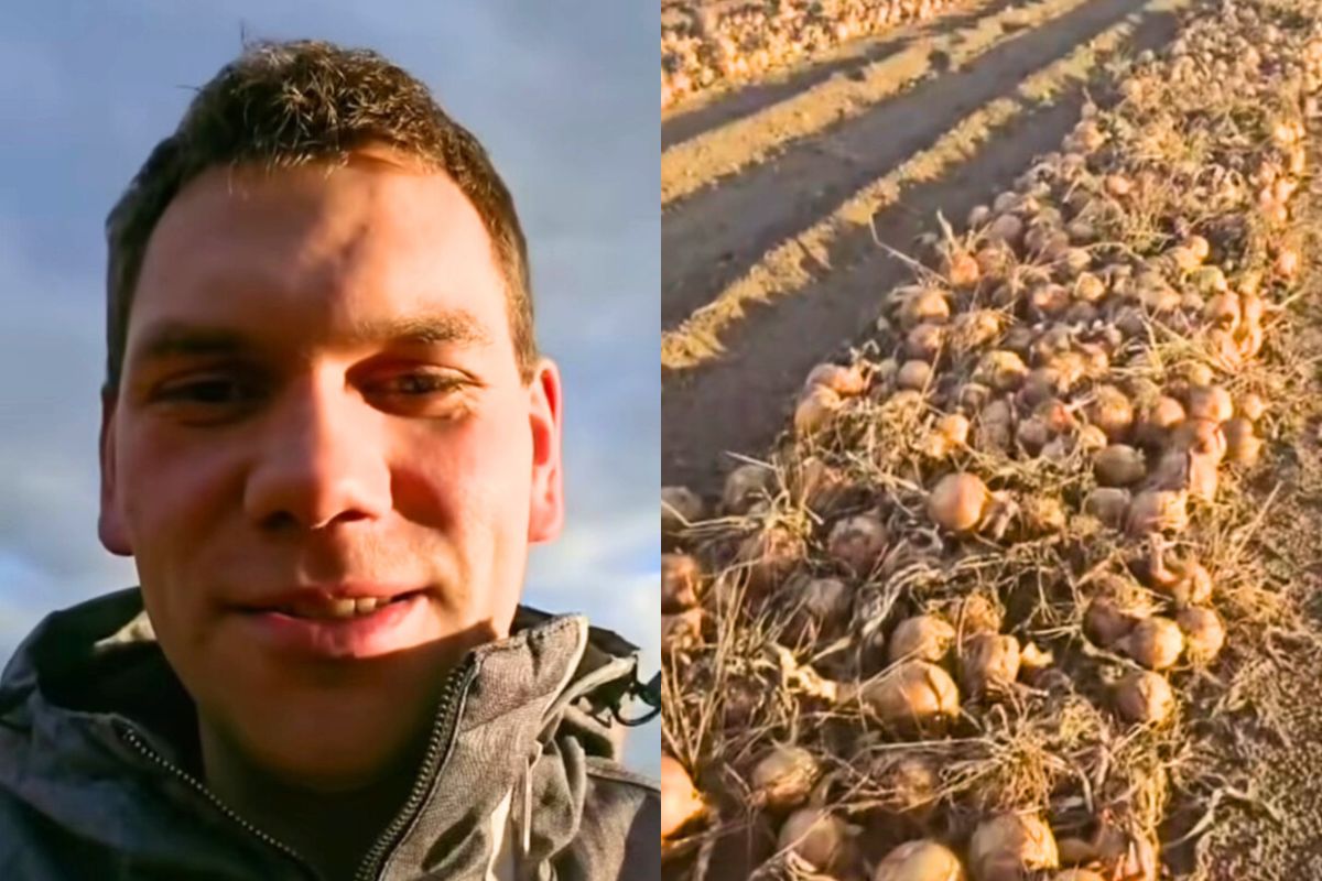 "Pomóż nam". Zdesperowani rolnicy organizują samozbiór cebuli za 1 zł