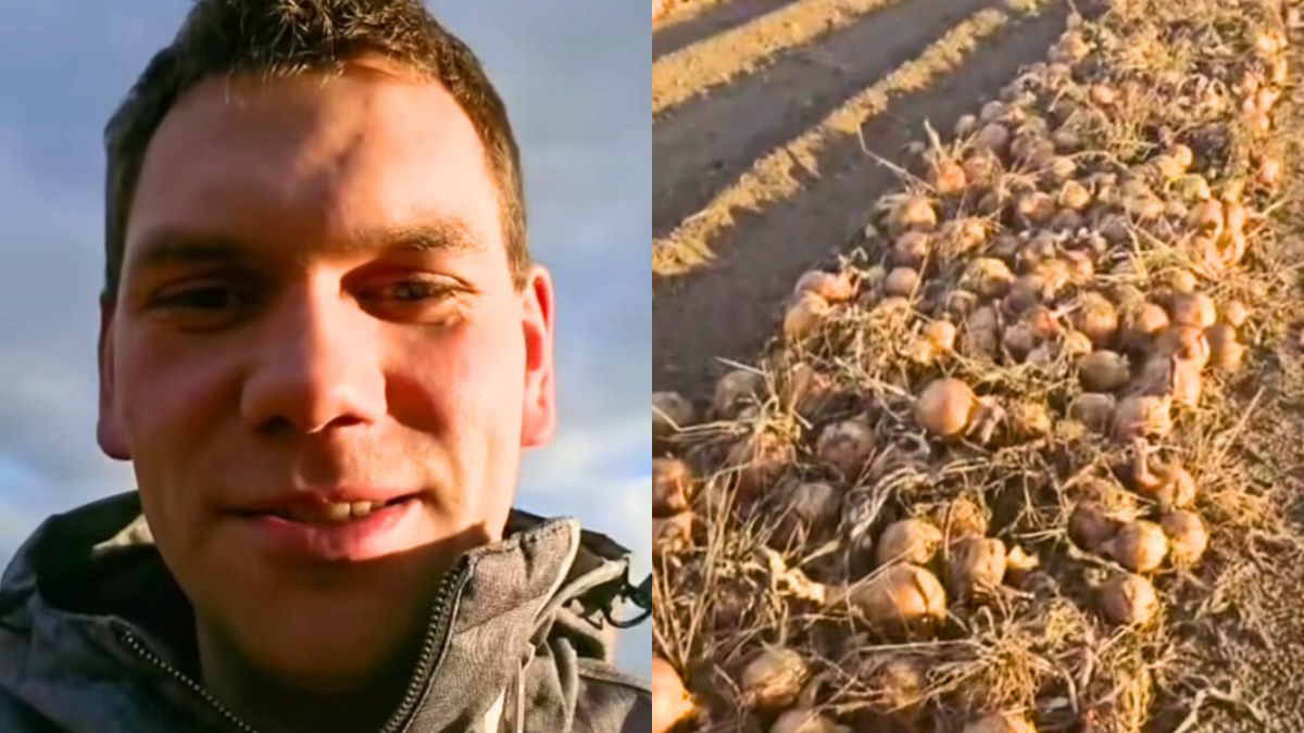 Samozbiór cebuli. Rolnik sprzedaje ją po złotówce za kilogram