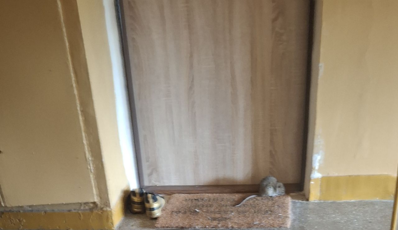 Ostrowiec Świętokrzyski: Szczury na osiedlu. Jeden spał na wycieraczce