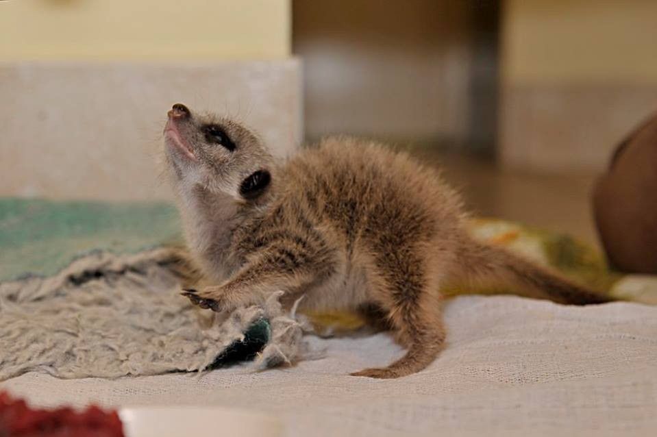 Warszawskie zoo ma nowego podopiecznego