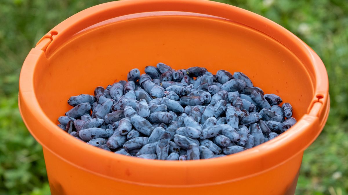 Polska największym producentem jagody kamczackiej na świecie