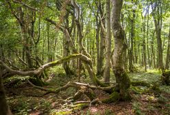 Bieszczady. Bukowe lasy na liście Światowego Dziedzictwa UNESCO