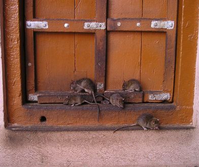 Szczury opanowały Poznań. Prezydent miasta apeluje do mieszkańców