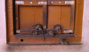 Szczury opanowały Poznań. Prezydent miasta apeluje do mieszkańców