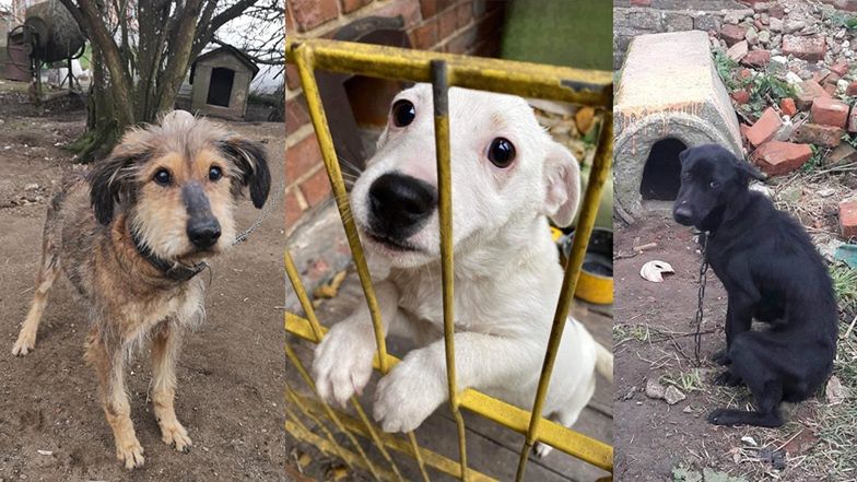 Zostań domem tymczasowym 