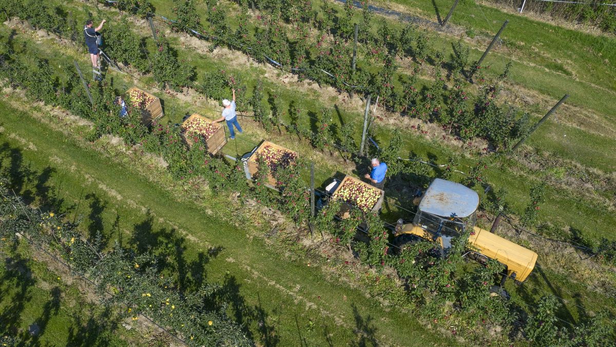 Polskie jabłka problemem dla Niemców