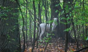 Rzadki widok w lasach. "Wyłonił się z szarości jak duch puszczy"