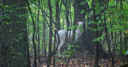 Rzadki widok w lasach. "Wyłonił się z szarości jak duch puszczy"