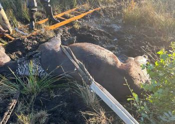 Chłopowo: Koń wpadł do bagna. Zwierzę uratowali strażacy
