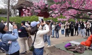 Tysiące ludzi chcą to zobaczyć. W tym roku zaczęło się wcześniej