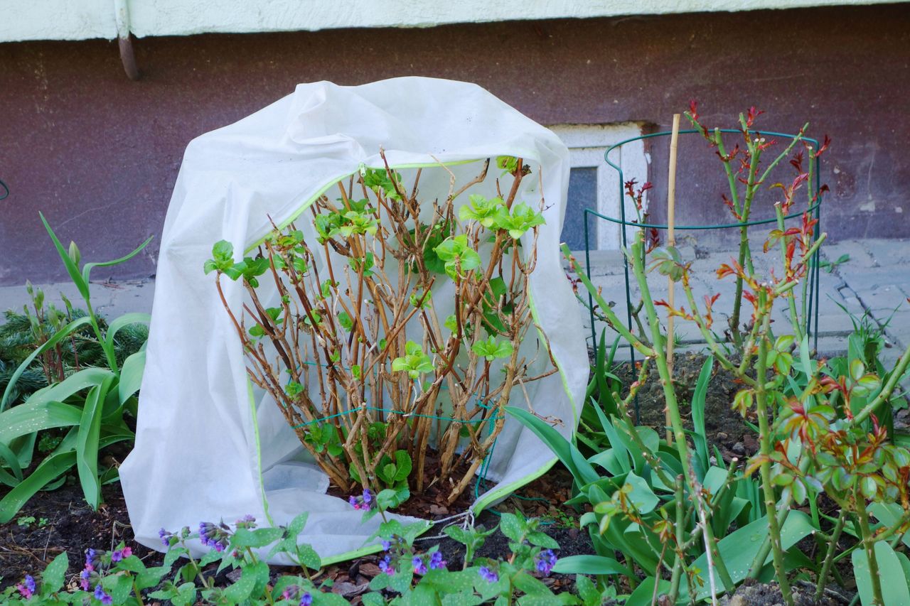 How to care for hydrangeas in winter?