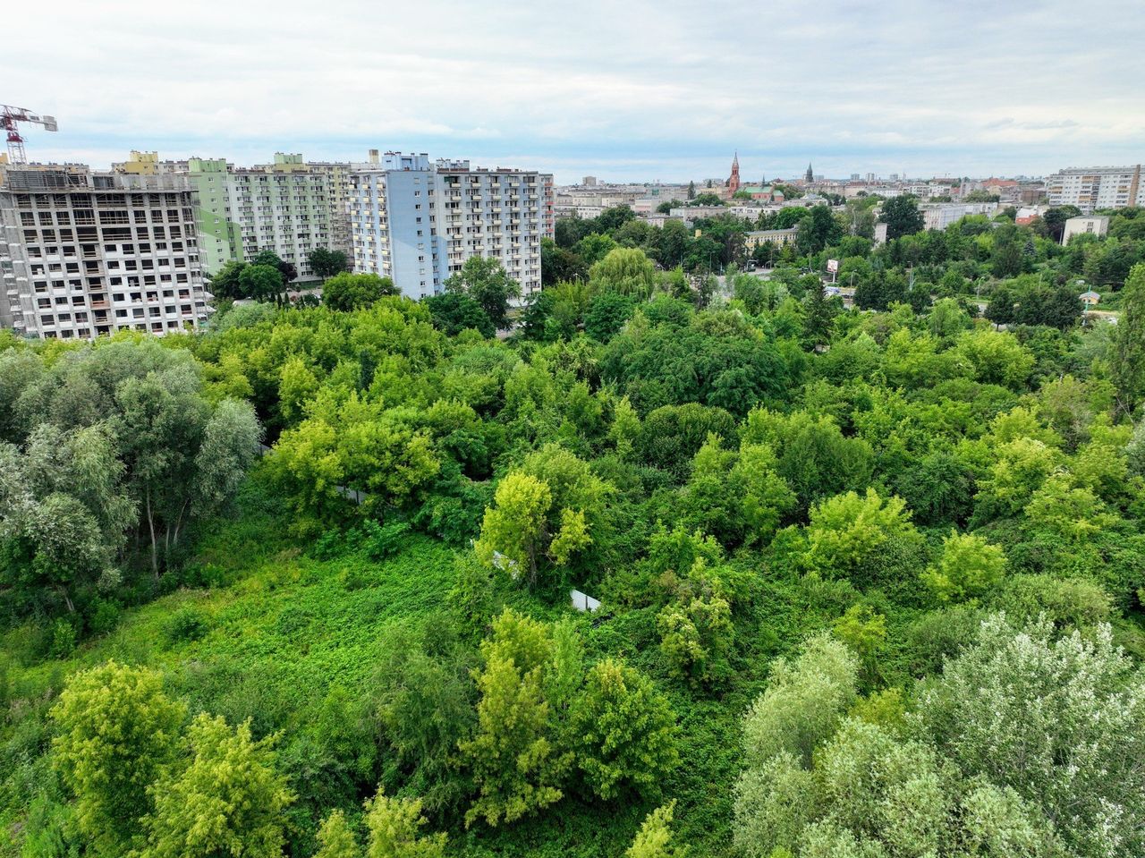 W Poznaniu powstanie nowy park? Już jest tu ponad 1000 drzew! Społecznicy zbierają podpisy, a miasto planuje... nowe budynki mieszkalne