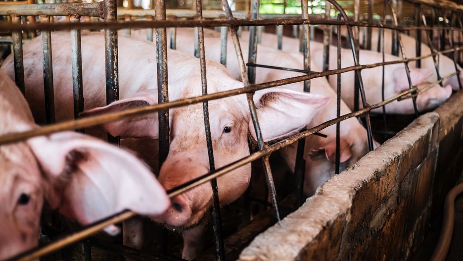 Hodowla klatkowa trzody chlewnej. Zdjęcie ilustracyjne