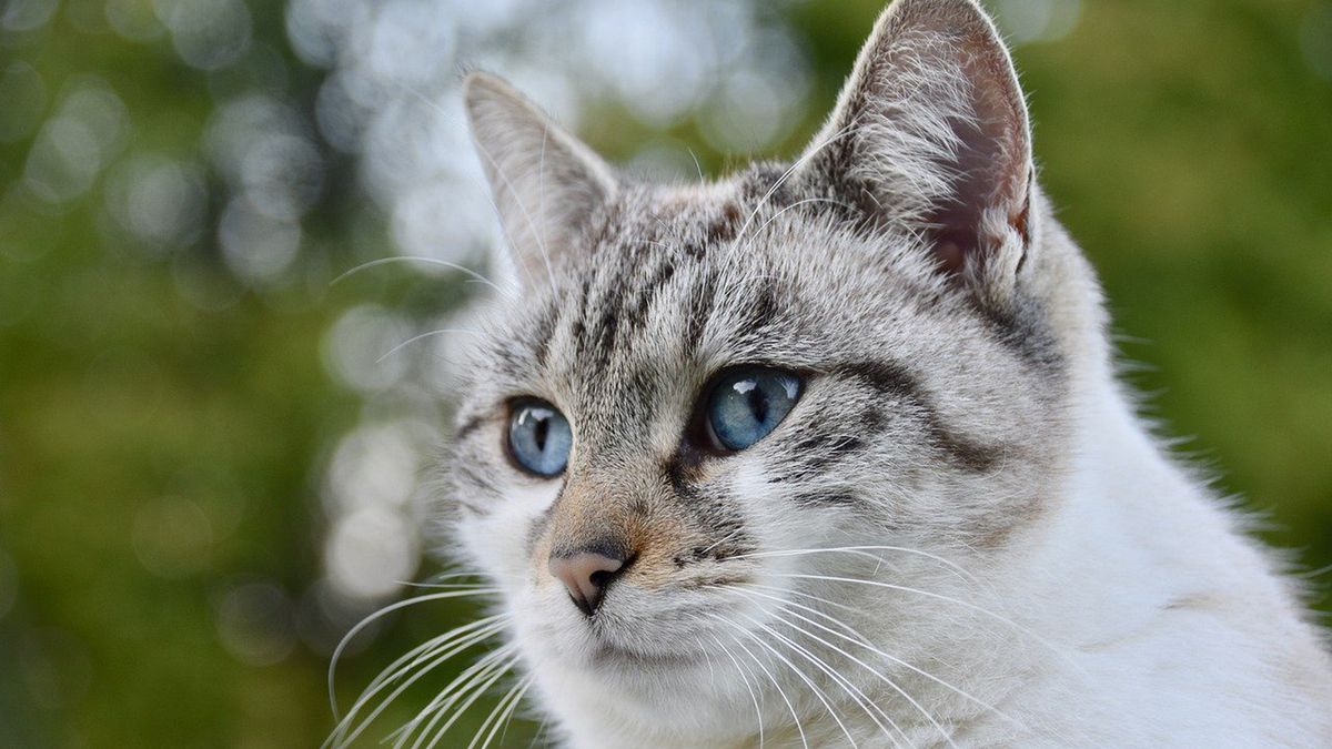 Podatek od kota. Kto musi płacić? 