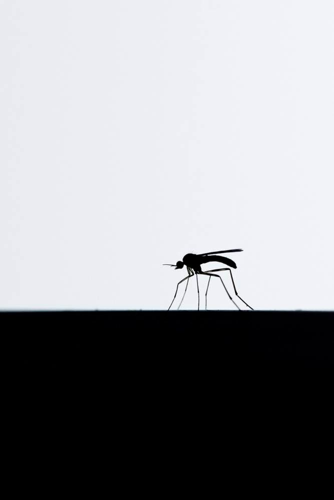 Oto najlepsze zdjęcia przyrody w konkursie British Wildlife Photography Awards 2014 12