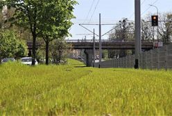 Wrocław. Będzie nowe zielone torowisko. Inwestycja za 6 mln zł